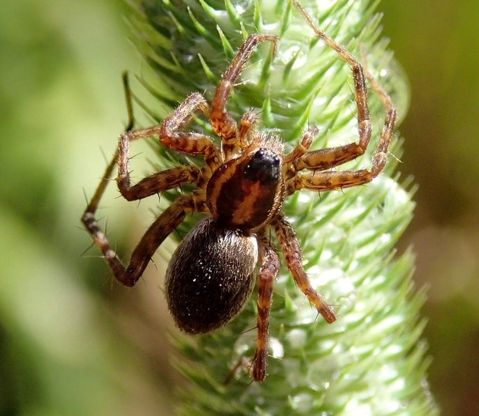 Pardosa sp. - Sernaglia della Battaglia (TV)